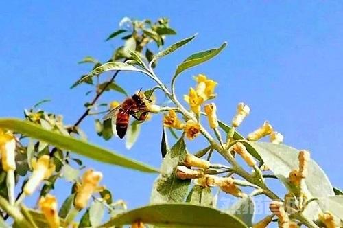 今天清晨的沙枣花飘香 真好闻