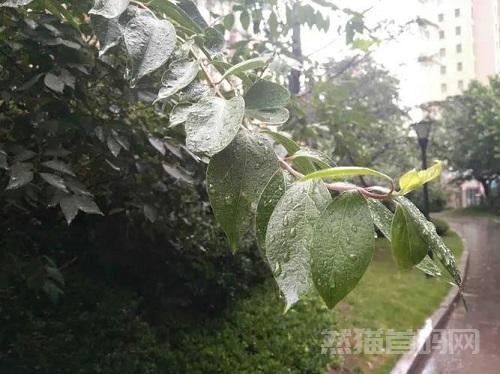 夏日的早晨下着土里土气的雨